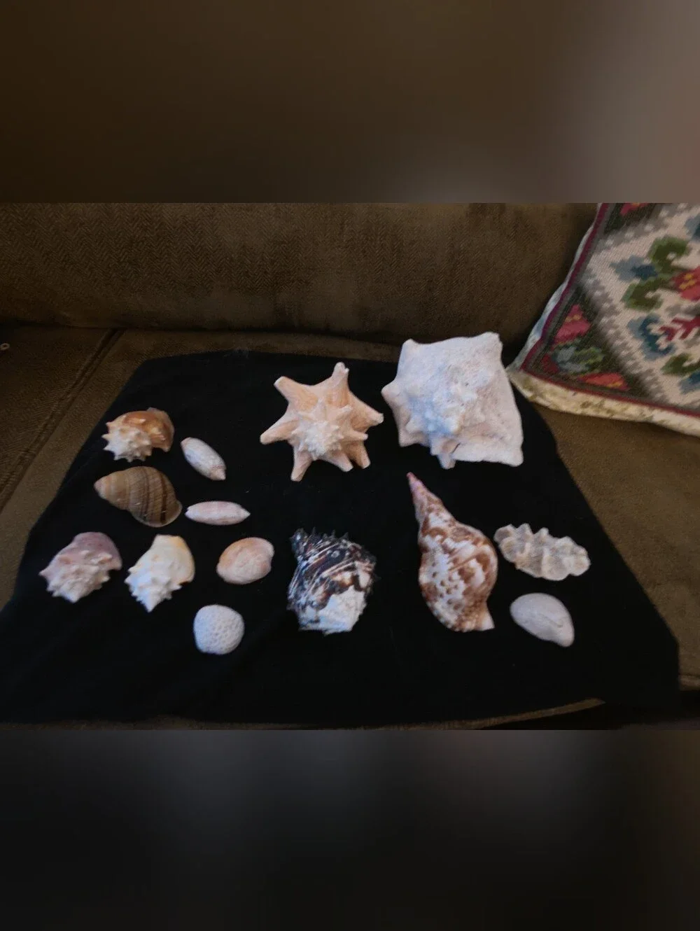 Assorted Natural Seashell Collection - Beige, Cream, Brown